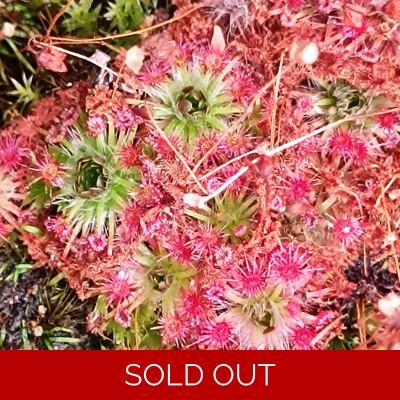 Drosera x carbarup, 10+ gemmae